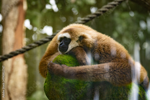 Cute and funny faced White handed Gibbon or Lar Gibon resting on the trees in Taiping Zoo.  photo