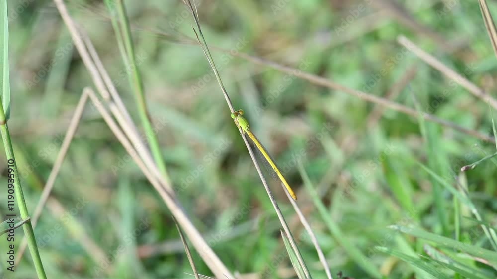 Ceriagrion coromandelianum. It is a species of damselfly in the family Coenagrionidae. Its other name coromandel marsh dart, yellow waxtail and coenagrionidae. Slow motion video. Ceriagrion coromandelianum. It is a species of damselfly in the family Coenagrionidae. Its other name coromandel marsh dart, yellow waxtail and coenagrionidae. Slow motion video.