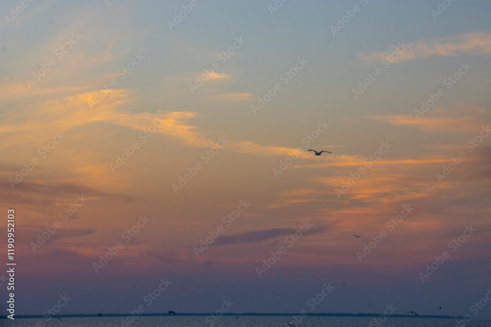 By the lake, sunset, dusk, seagulls, fish eating birds, eagles, waterfowl, catching fish, fishing, winter, scenery, background, burning clouds By the lake, sunset, dusk, seagulls, fish eating birds, eagles, waterfowl, catching fish, fishing, winter, scenery, background, burning clouds