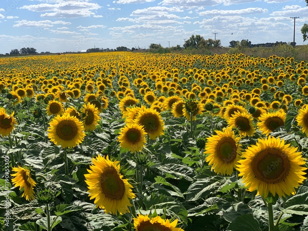 Naklejka premium Sunflowers field