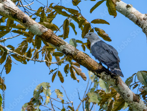 A cayenne harrier (Leptodon cayanensis) sitting on a branch. photo