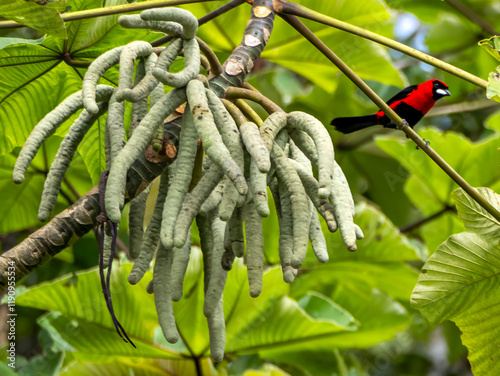 A masked Crimson tanager (Ramphocelus nigrogularis) sitting on a branch. photo