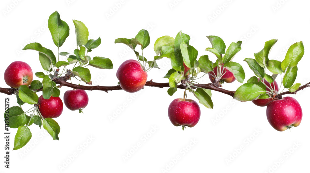 Obraz premium Apples on branch transparent background