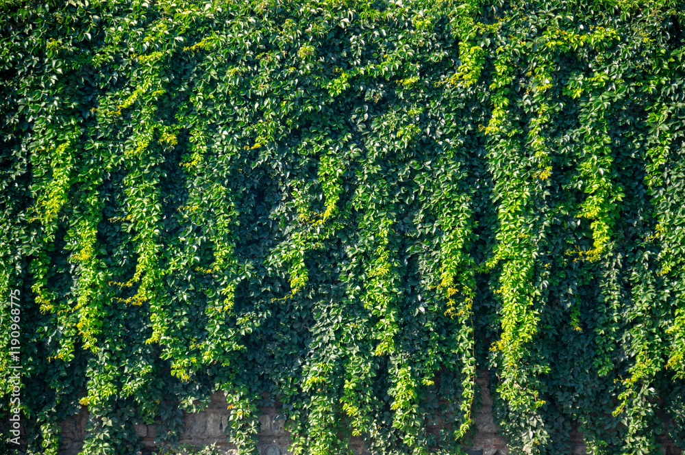 garden vertical wall with Green tropical green planting leafs facade garden
