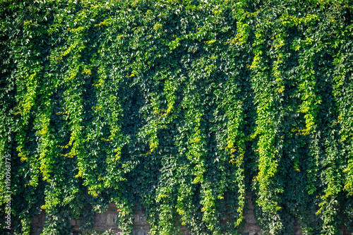 Obraz na płótnie garden vertical wall with Green tropical green planting leafs facade garden w salonie