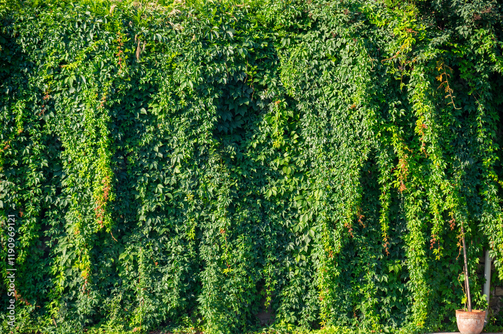 garden vertical wall with Green tropical green planting leafs facade garden