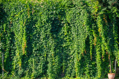 Obraz na płótnie garden vertical wall with Green tropical green planting leafs facade garden w salonie