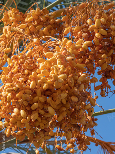 Bunches of yellow dates on a palm tree. High quality photo photo
