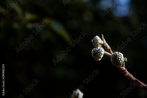 Wallpaper Mural A certain flower, a certain grass, scenery, transparency, background Torontodigital.ca