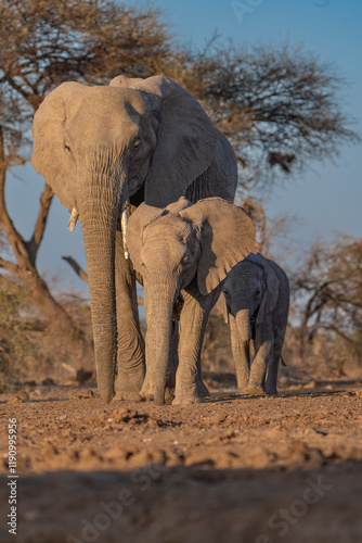 Photography An elephant cow and her two calves walking in the dry landscape of Botswana