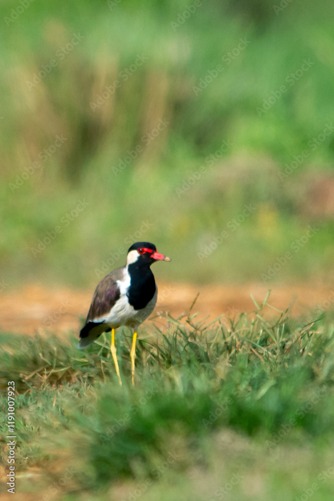Red-wattled Lapwing Red-wattled Lapwing