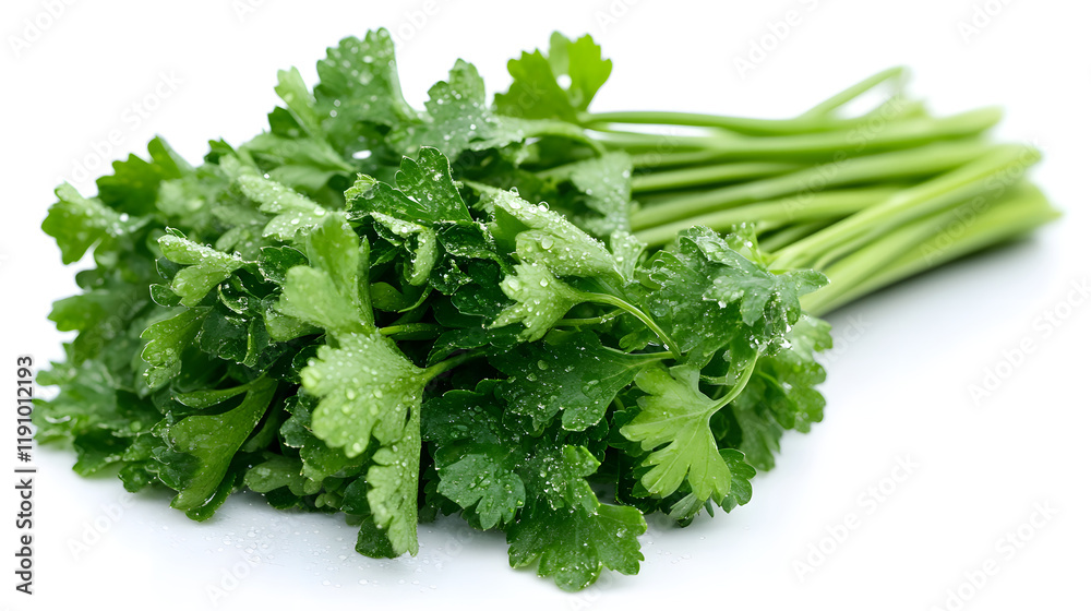 Close-up of a fresh bunch of green parsley with dewdrops
Close-up of a fresh bunch of green parsley with dewdrops