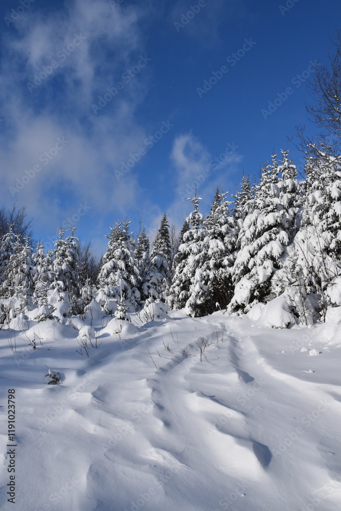 Obraz premium A snow-covered forest after the storm, Sainte-Apolline, Québec, Canada