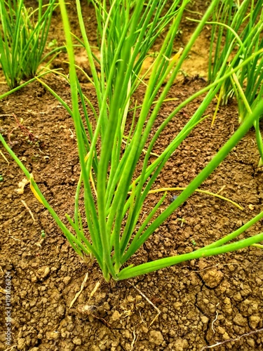 onions on the ground