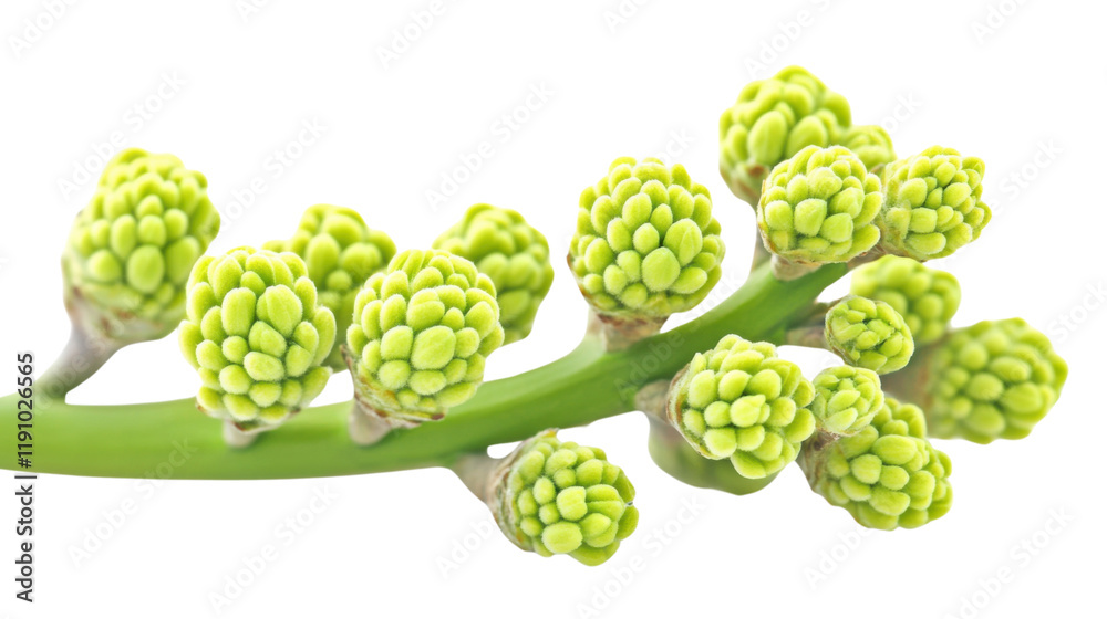 Fototapeta premium Budding tree branch transparent background