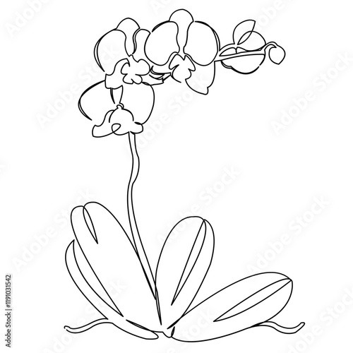 One continuous single drawing line art flat doodle orchid, decoration, plant, flower, floral, petal. Isolated image hand draw contour on a white background
