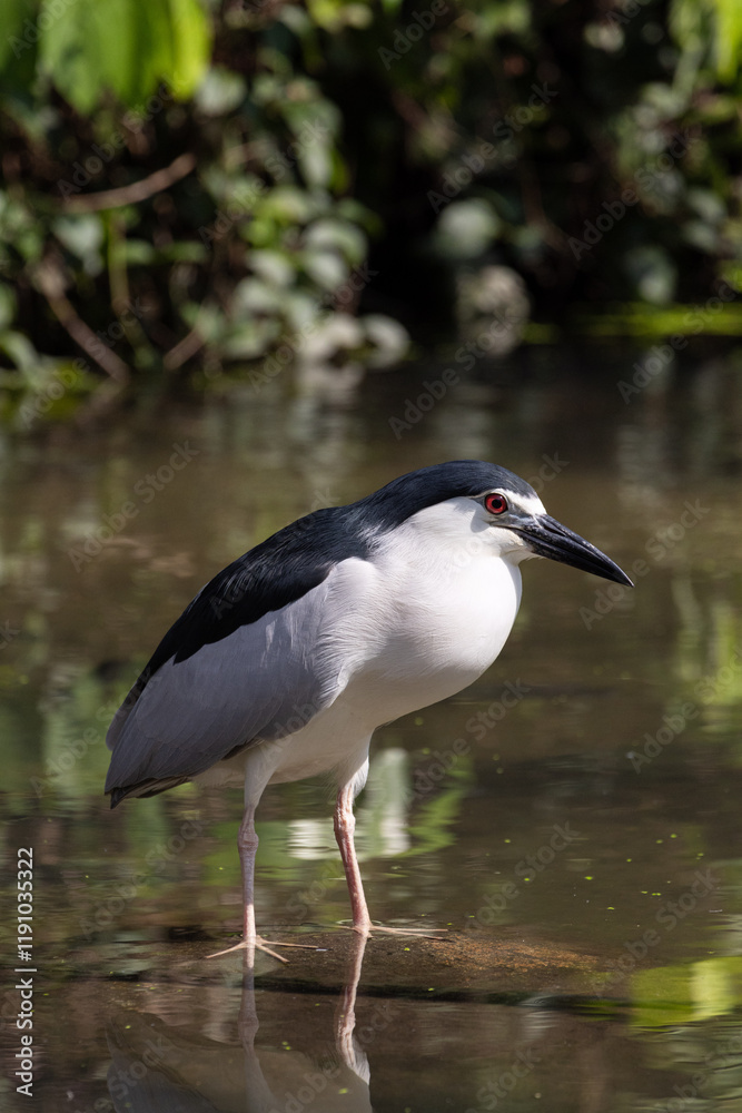 Close up Black-crowned night heron wading on the water (Nycticorax nycticorax) in Taiping Lake Gardens. Close up Black-crowned night heron wading on the water (Nycticorax nycticorax) in Taiping Lake Gardens.