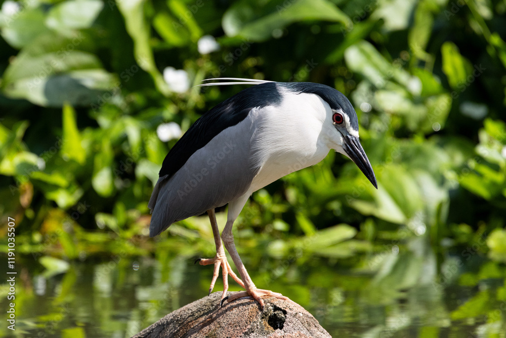 Naklejka premium Close up Black-crowned night heron wading on the water (Nycticorax nycticorax) in Taiping Lake Gardens.