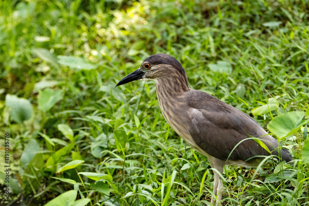 Close up Black-crowned night heron portrait (Nycticorax nycticorax) in Taiping Lake Gardens. Close up Black-crowned night heron portrait (Nycticorax nycticorax) in Taiping Lake Gardens.