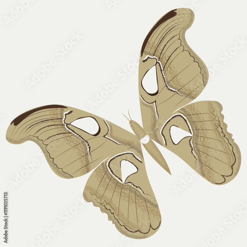Butterfly on a creamy background