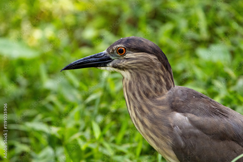 Close up Black-crowned night heron portrait (Nycticorax nycticorax) in Taiping Lake Gardens. Close up Black-crowned night heron portrait (Nycticorax nycticorax) in Taiping Lake Gardens.