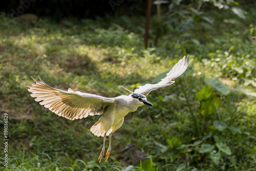 Black-crowned night heron bird flying (Nycticorax nycticorax) in Taiping Lake Gardens. photo