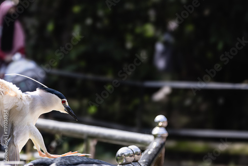 Black-crowned night heron bird flying (Nycticorax nycticorax) in Taiping Lake Gardens. photo