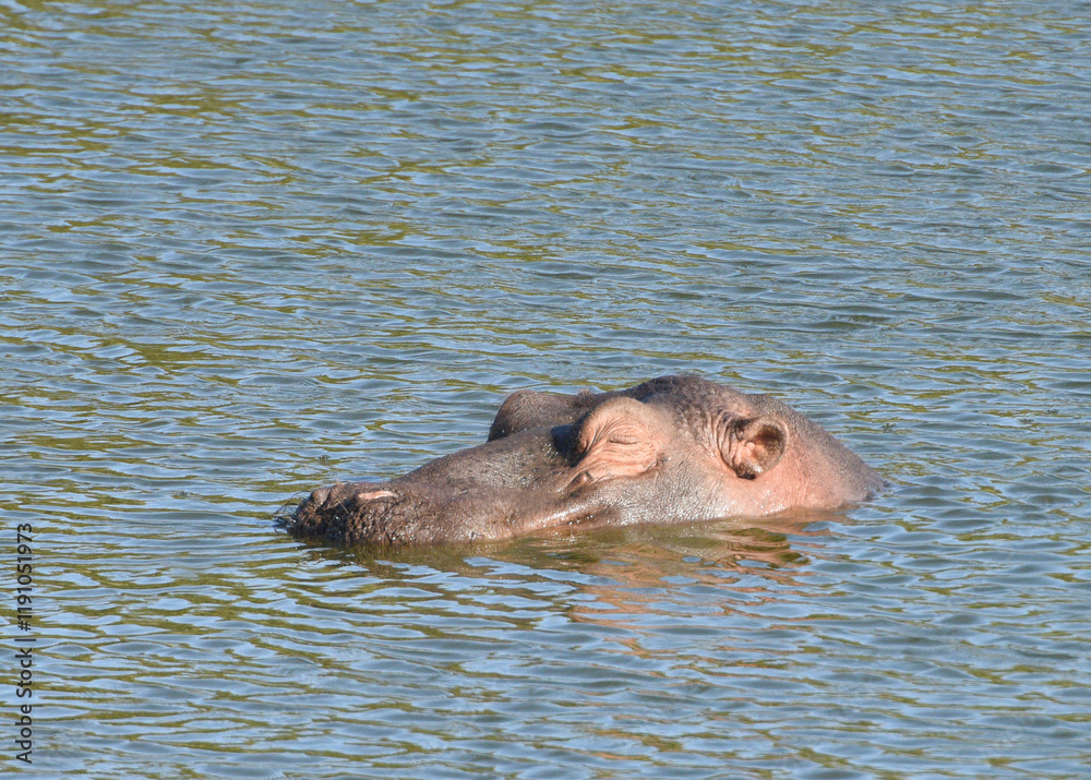 Fototapeta premium The Watching Hippo