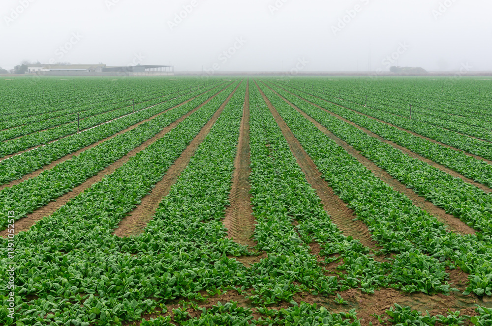Campo de Espinacas en la Neblina: Perspectiva que se Pierde en el Horizonte. Campo de Espinacas en la Neblina: Perspectiva que se Pierde en el Horizonte.