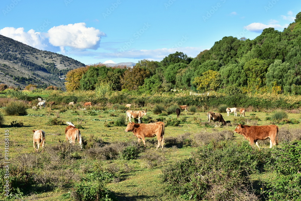 Obraz premium cattle farming,pasture near town Igoumenitsa in Greece