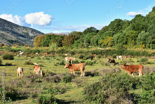 cattle farming,pasture near town Igoumenitsa in Greece photo