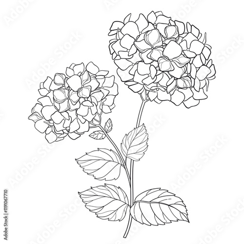 Branch with outline Hydrangea or Hortensia flowers and leaves in black isolated on white background.