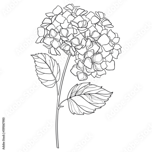 Stem with outline Hydrangea or Hortensia flowers and leaves in black isolated on white background. 