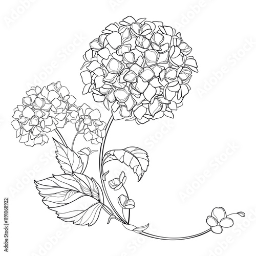 Corner bouquet with outline Hydrangea or Hortensia flowers and leaves in black isolated on white background.