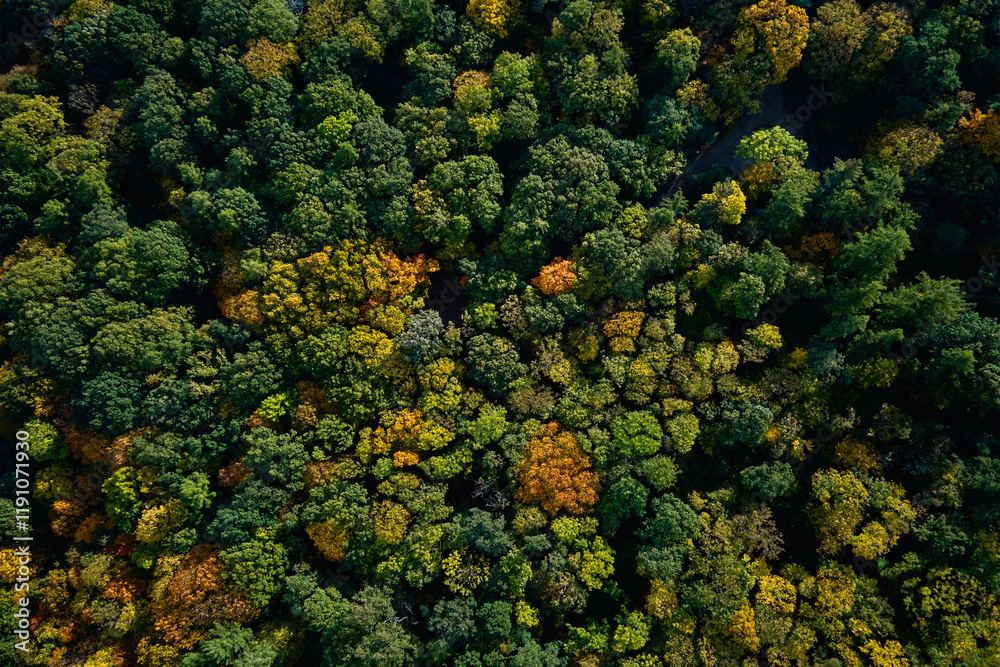 Naklejka premium Autumn forest with colorful trees, aerial view. Vibrant green, yellow and orange foliage in natural landscape