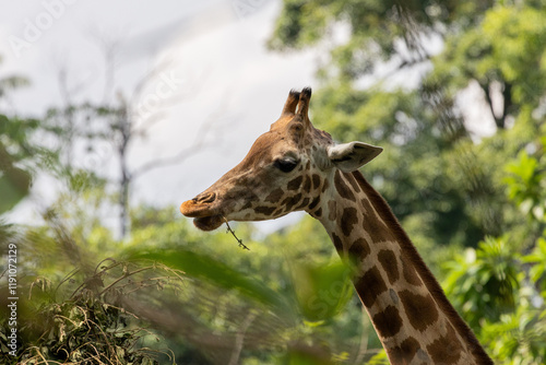 Close up Giraffe Portrait feeding on leaves in Taiping Zoo photo