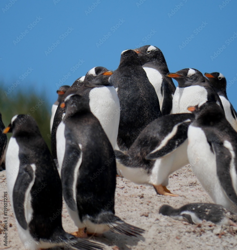 Fototapeta premium Gentoo penguin colony at Yorke Bay 4 miles north east from capital city Stanley at Falkland Island
