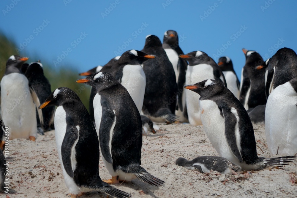Obraz premium Gentoo penguin colony at Yorke Bay 4 miles north east from capital city Stanley at Falkland Island