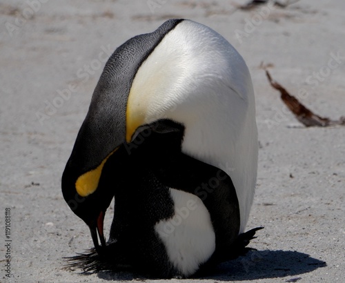 Gentoo penguin colony at Yorke Bay 4 miles north east from capital city Stanley at Falkland Island photo