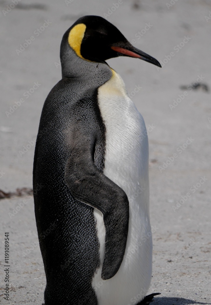 Obraz premium Gentoo penguin colony at Yorke Bay 4 miles north east from capital city Stanley at Falkland Island