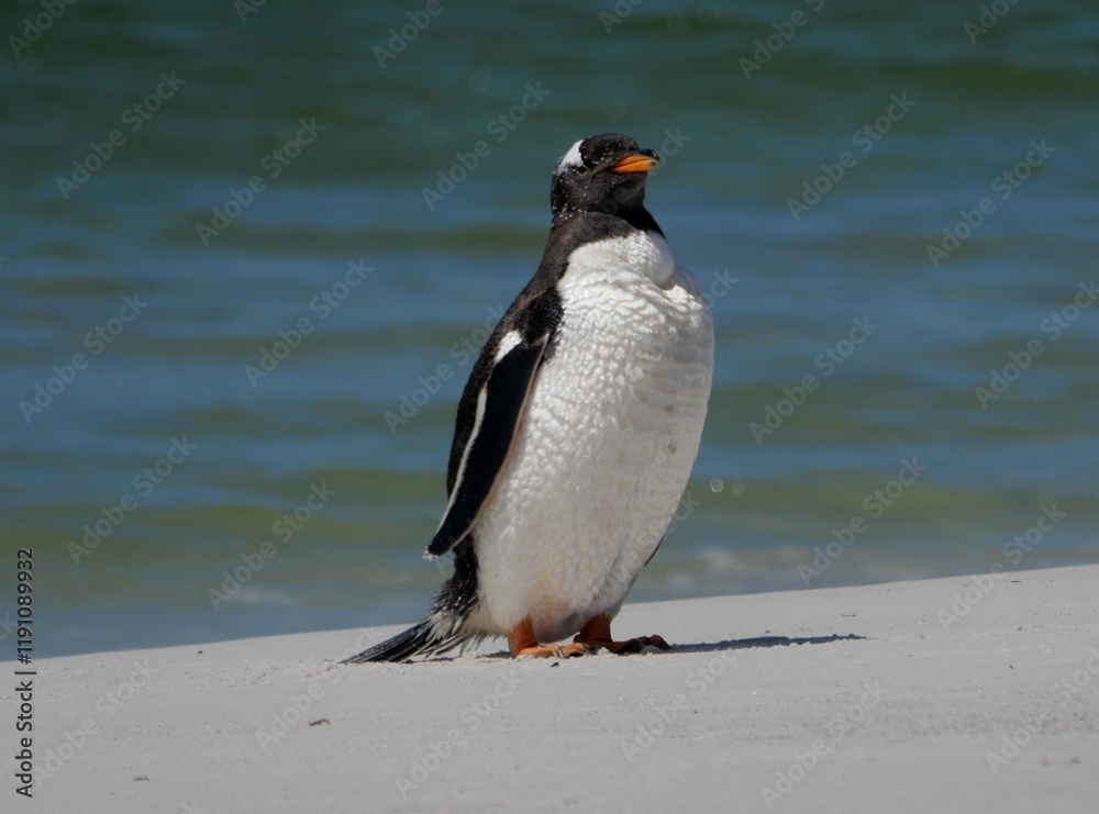 Naklejka premium Gentoo penguin colony at Yorke Bay 4 miles north east from capital city Stanley at Falkland Island