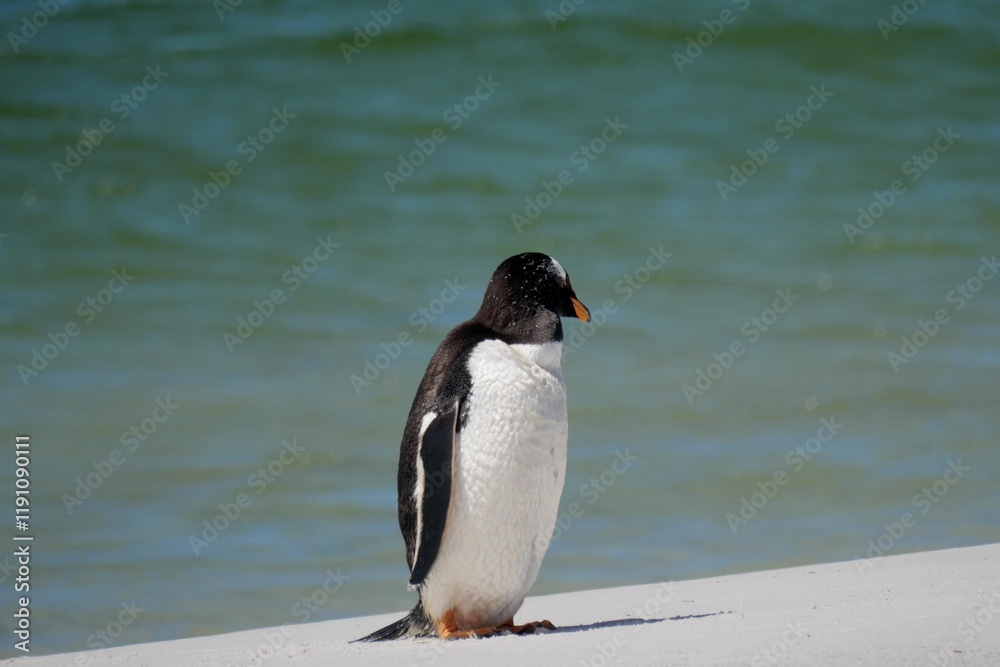 Obraz premium Gentoo penguin colony at Yorke Bay 4 miles north east from capital city Stanley at Falkland Island