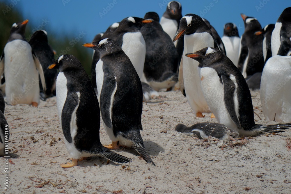 Obraz premium Gentoo penguin colony at Yorke Bay 4 miles north east from capital city Stanley at Falkland Island