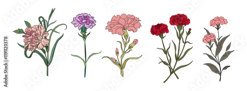 Set of Carnation January birth month flower colored line art vector illustrations. Modern minimalist hand drawn design for logo, tattoo, packaging, card, wall art, poster. Isolated on white background