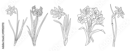 Set of Daffodil March birth month flower line art vector illustrations. Modern minimalist hand drawn design for logo, tattoo, packaging, card, wall art, poster. Isolated on white background.