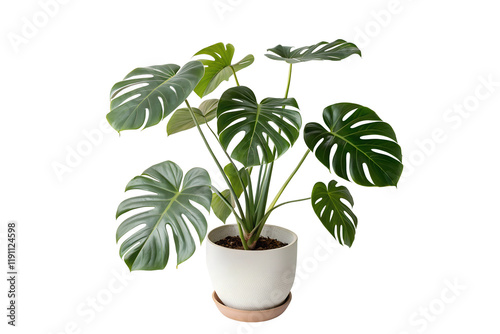 potted monstera plant with large glossy green leaves in white pot isolated on transparent or white background png photo