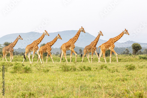 Giraffes in the Savannah