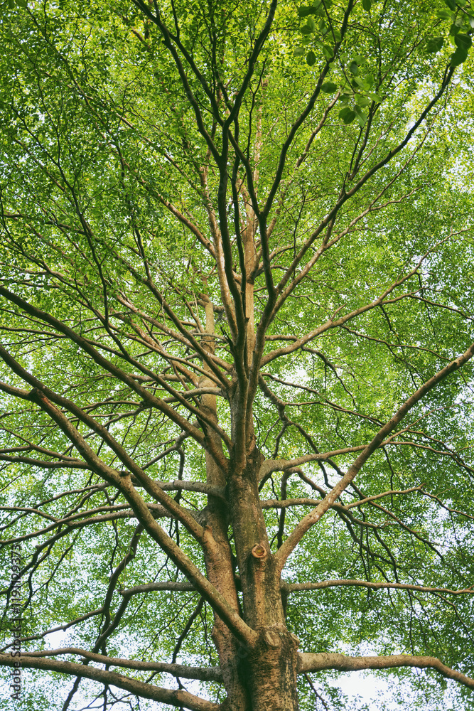 Fototapeta premium trees in the forest