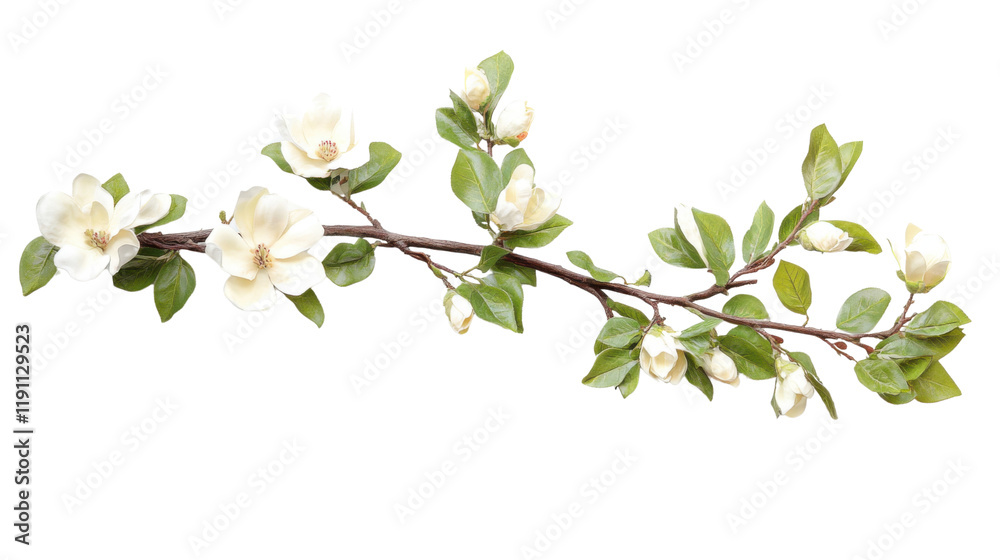 Blooming tree branch transparent background Blooming tree branch transparent background