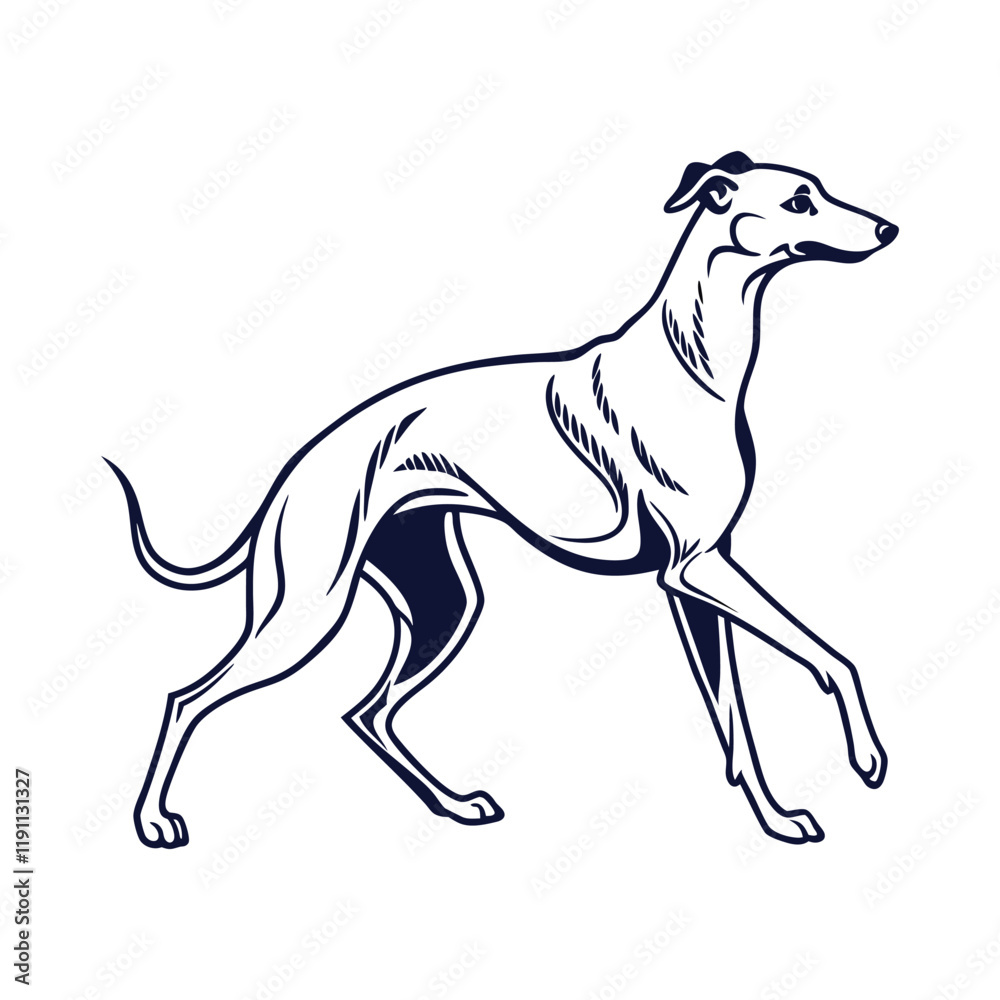 Fototapeta premium Whippet silhouette on white background